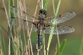 Libellula quadrimaculata old male-190188